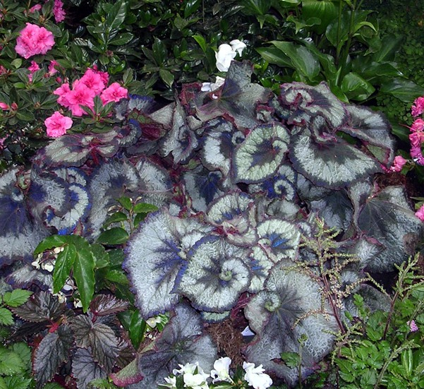 B. ‘Escargot’